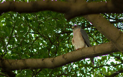 Accipiter badius
