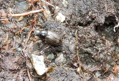 Aphodiini
