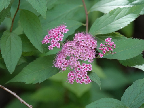 Spiraea japonica, photographed by an iNaturalist contributor