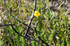 Aspalathus chortophila