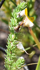 Aspalathus chortophila