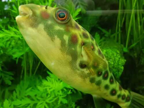 Cross River puffer (Tetraodon pustulatus) — Tetraodontidae — 3