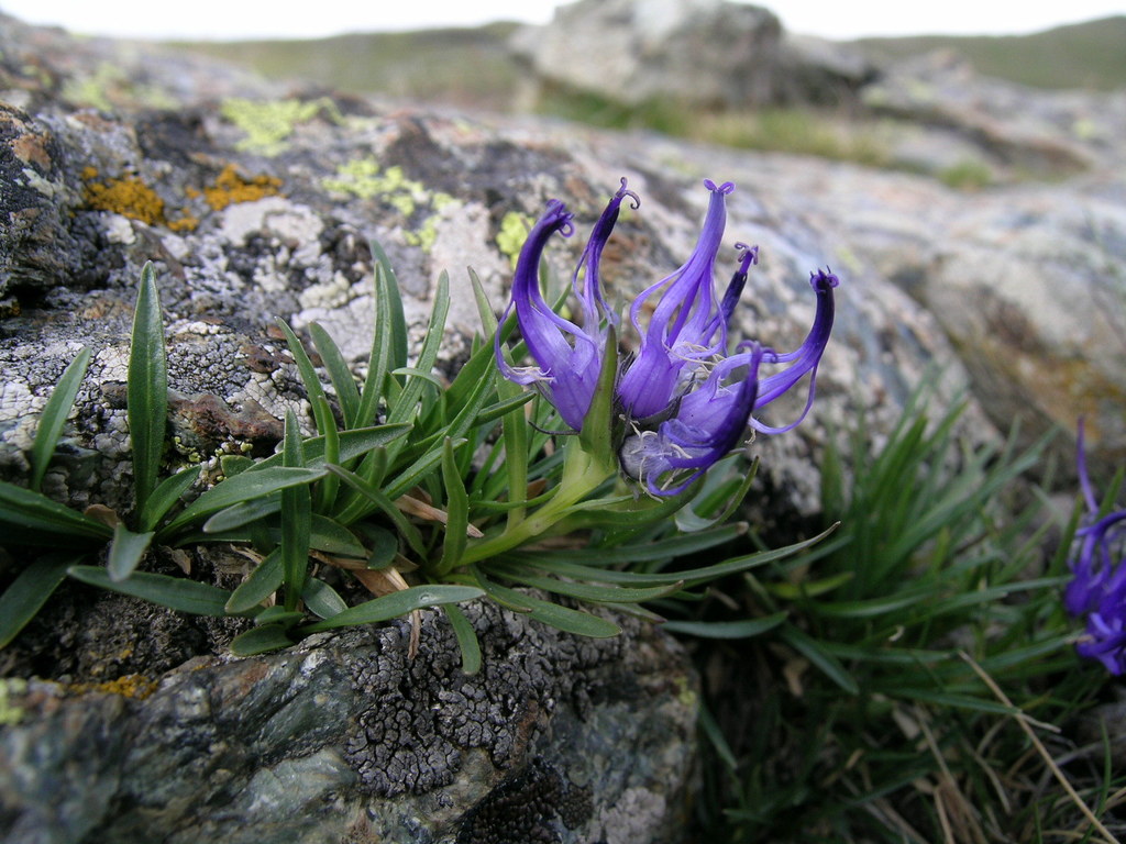 Dwarf Rampion