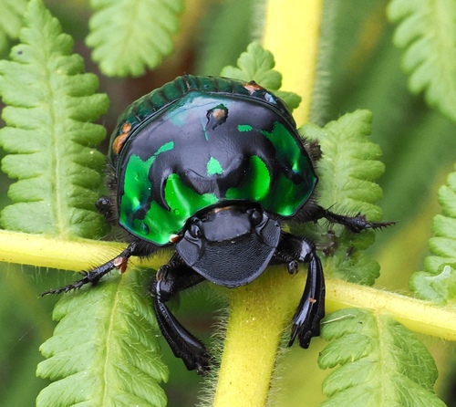 Photo of Rhinoceros Dung Beetle (Oxysternon conspicillatum)