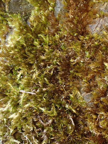 Sciuro-hypnum plumosum observed 2025-06-20