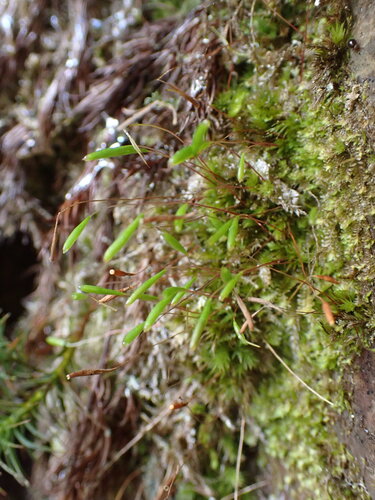 Pohlia elongata observed 2025-06-20