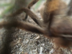 Palystes superciliosus