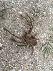 Palystes superciliosus