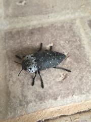 Capnodis