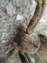 Palystes superciliosus