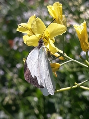 Leptophobia