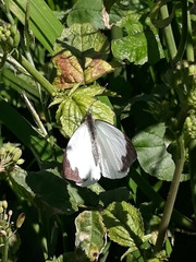 Leptophobia