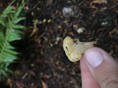 Cudoniaceae