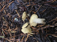 Cudoniaceae