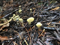Cudoniaceae