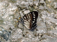 Euripus nyctelius