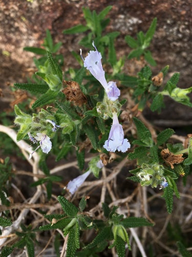 Image of Salvia eremostachya by (c) Matt Berger, some rights reserved (CC BY)