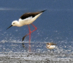 Charadrius pallidus