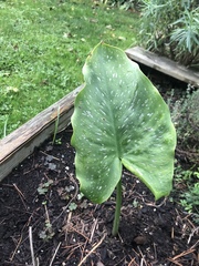Zantedeschia
