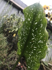Zantedeschia