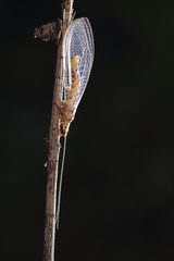 Italochrysa