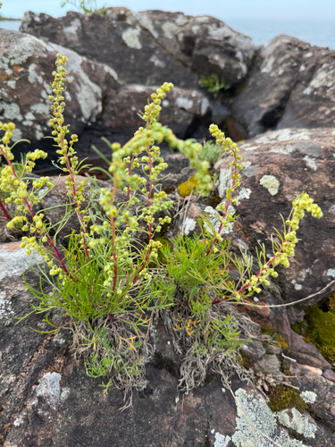 Artemisia borealis iNat (1)