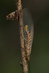 Italochrysa