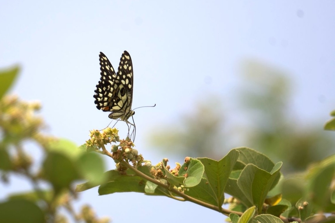 Lime Swallowtail