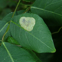 Anarsioses aberrans