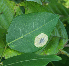 Anarsioses aberrans
