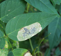 Anarsioses aberrans