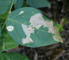 Anarsioses aberrans