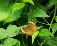 Bebearia mardania