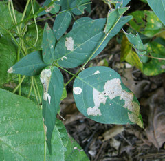 Anarsioses aberrans