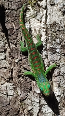 Upland Forest Day Gecko photo 2