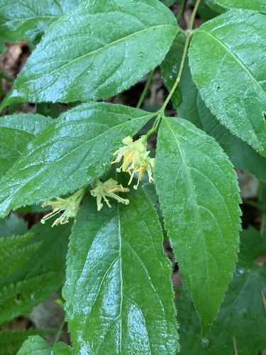Northern bush honeysuckle (Diervilla lonicera)