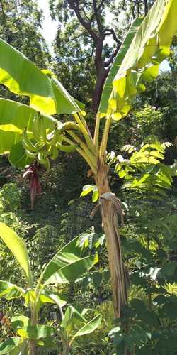 Plátano (Musa × paradisiaca)