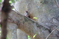 Granatellus venustus