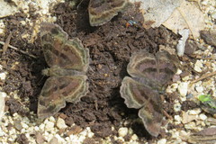Antigonus funebris