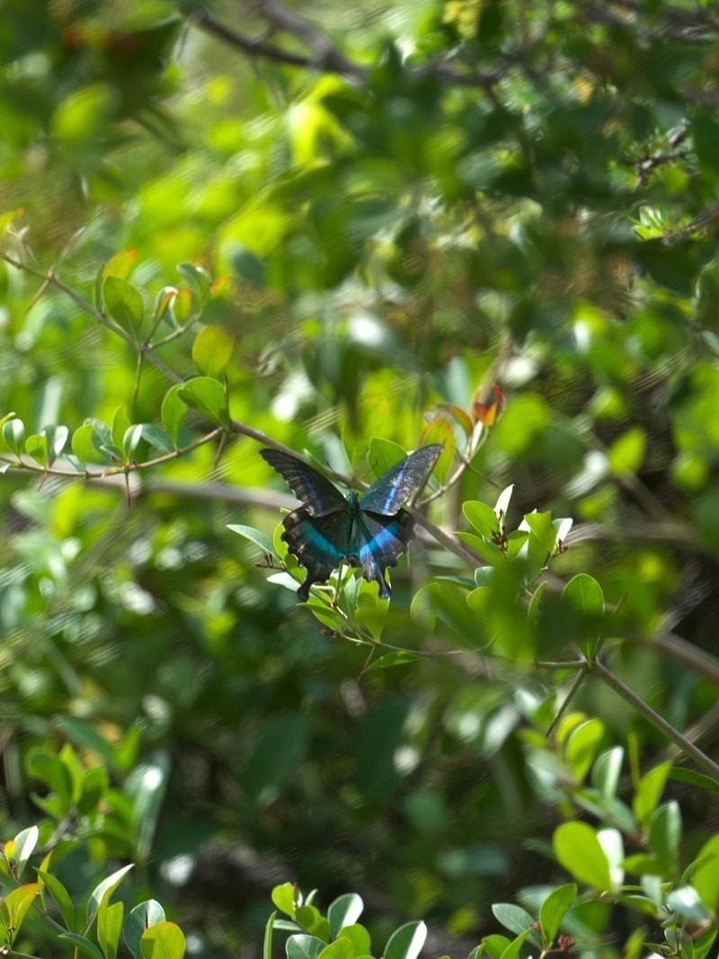 Common Banded Peacock