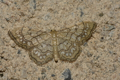Idaea moniliata
