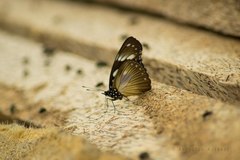 Hypolimnas anthedon anthedon