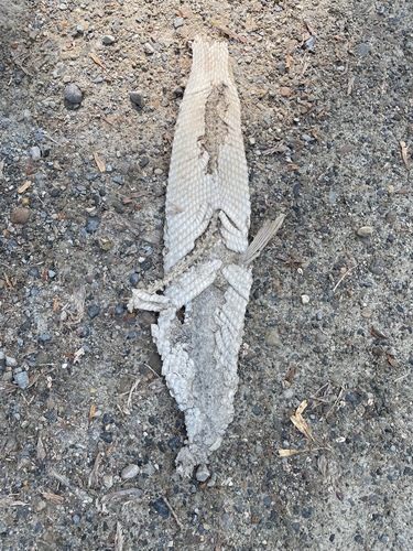Lepisosteus osseus