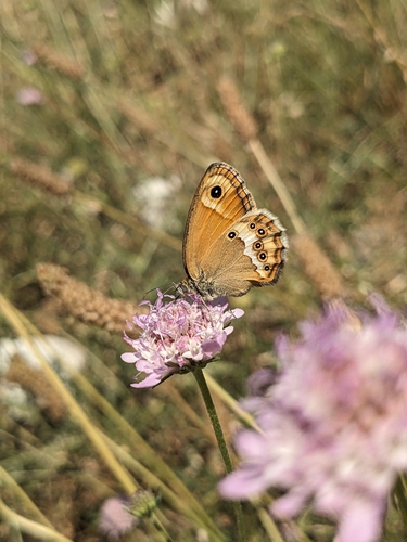 Coenonympha dorus
