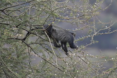 Cercopithecus mitis manyaraensis