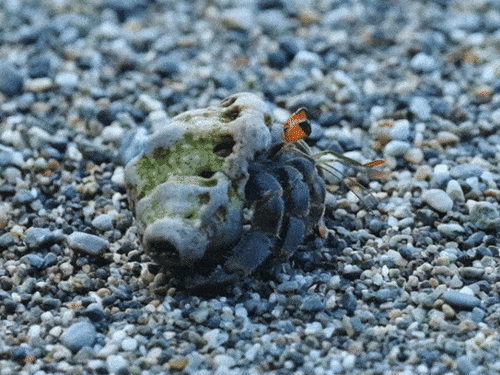 Ecuadorian Hermit Crab, Puntarenas, CR, photo 8 of 10