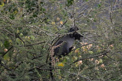 Cercopithecus mitis manyaraensis