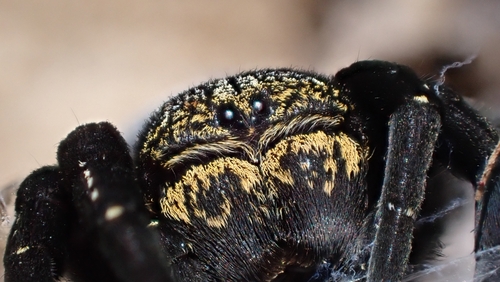 Eresus sedilloti