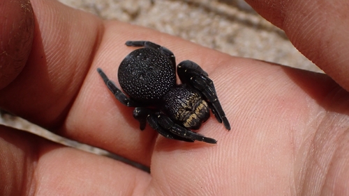 Eresus sedilloti