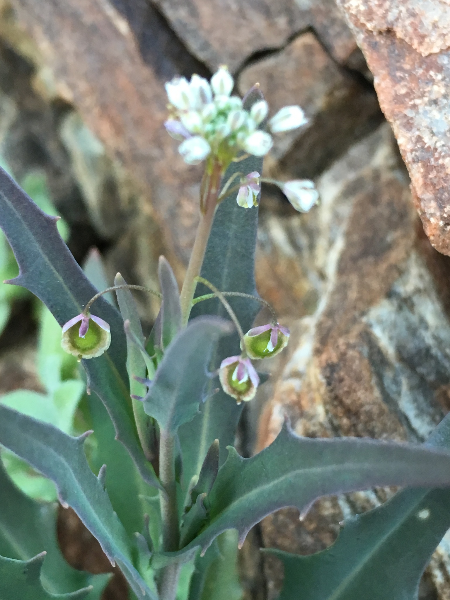 Thysanocarpus curvipes ssp. eradiatus